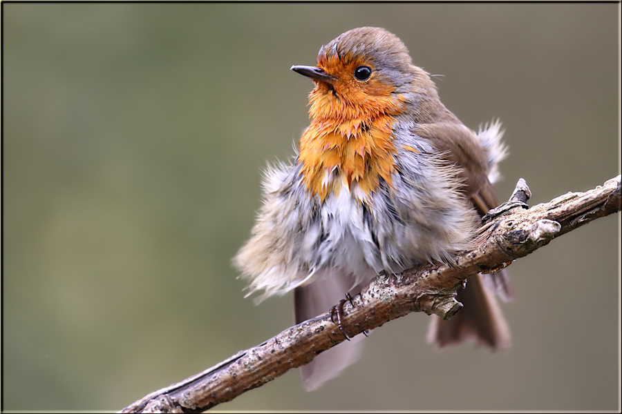 Fluffy Robin