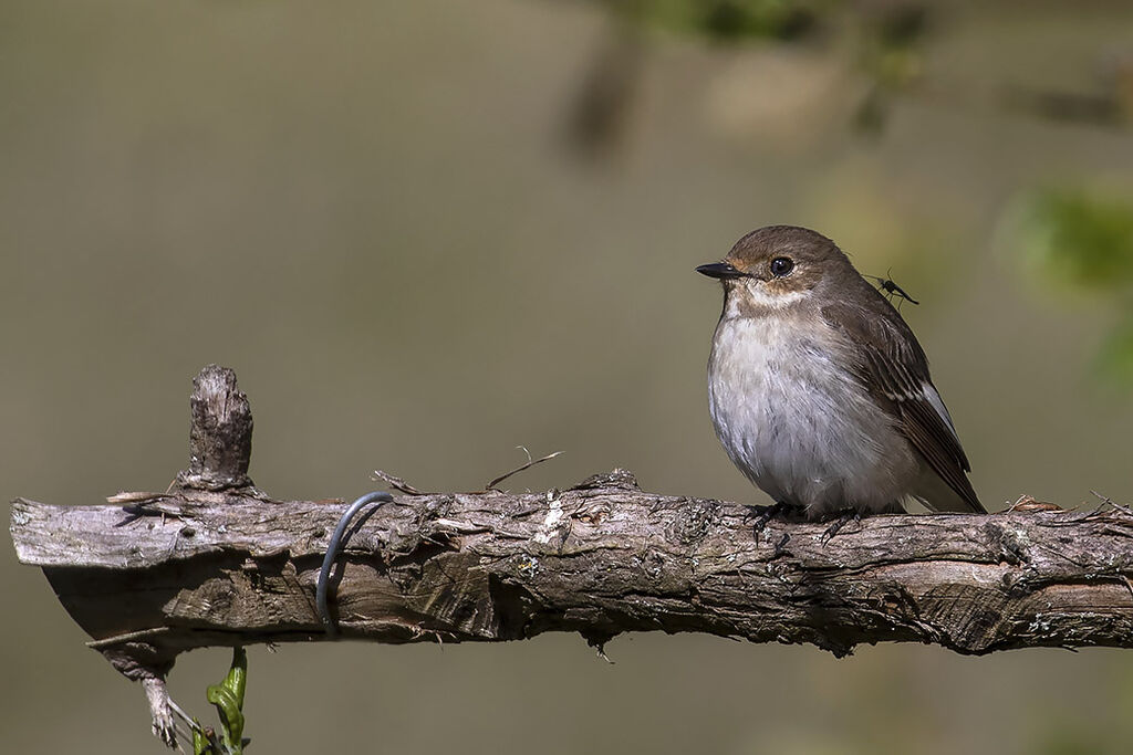 Fly catches flycatcher