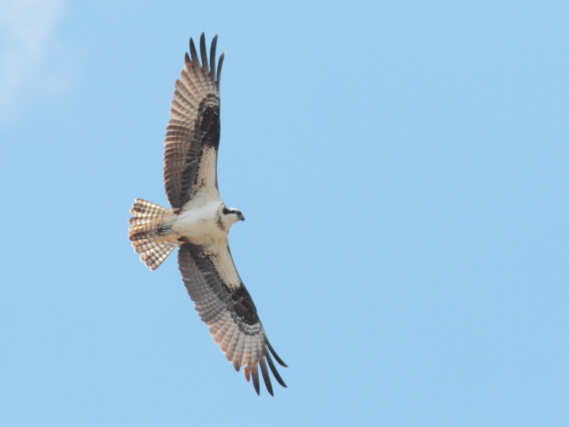 Flying over Brome lake