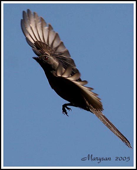 Flying Phainopepla