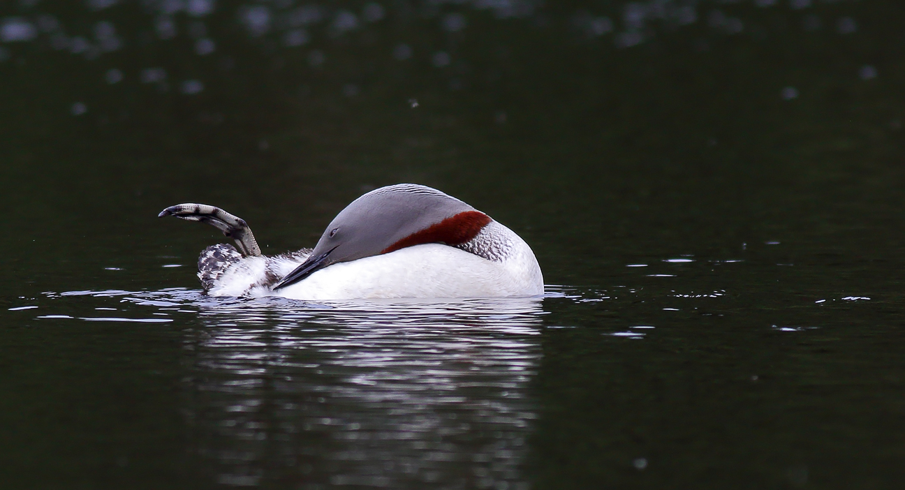 Foot   Red-throated diver