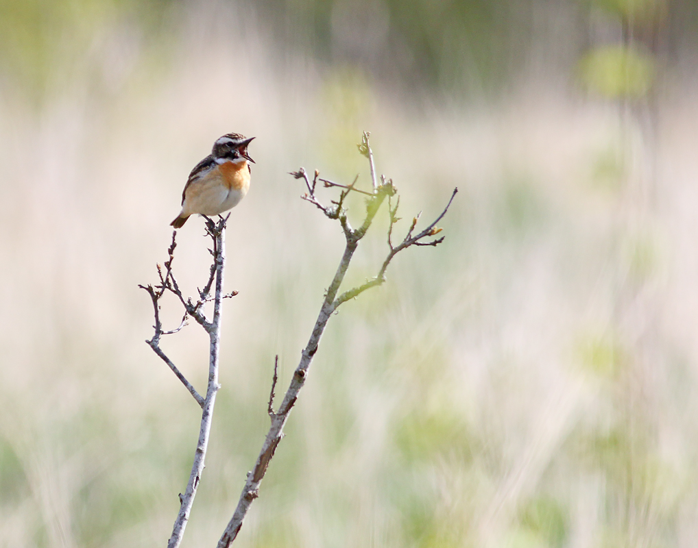 For crying out loud.....Whinchat