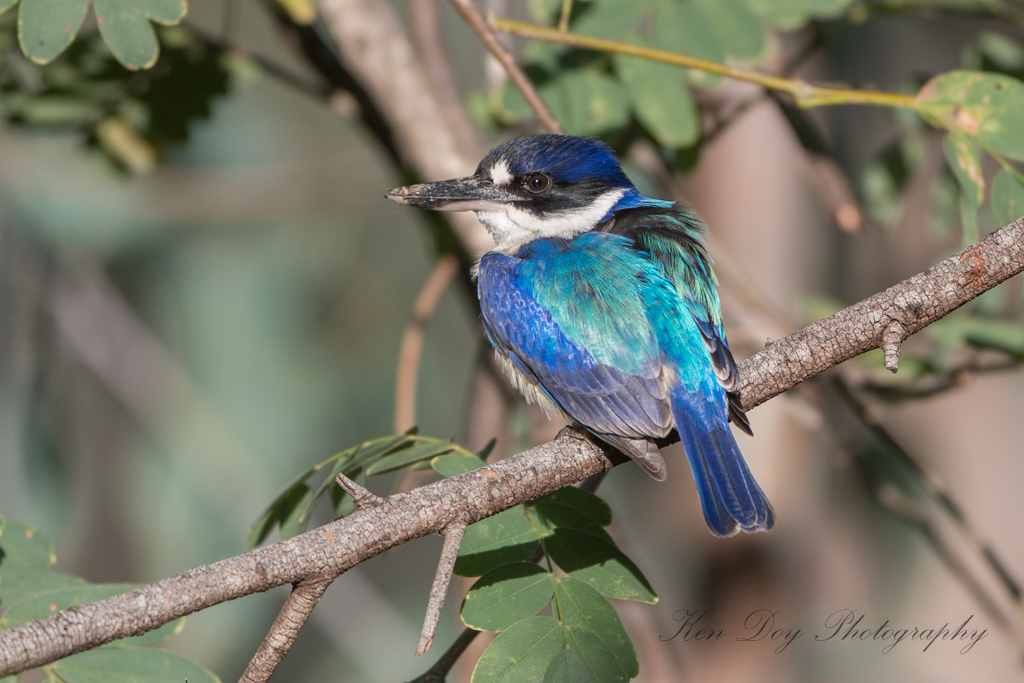 Forest Kingfisher