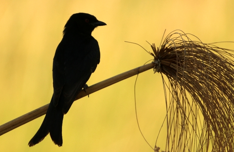 Fork-tailed Drongo