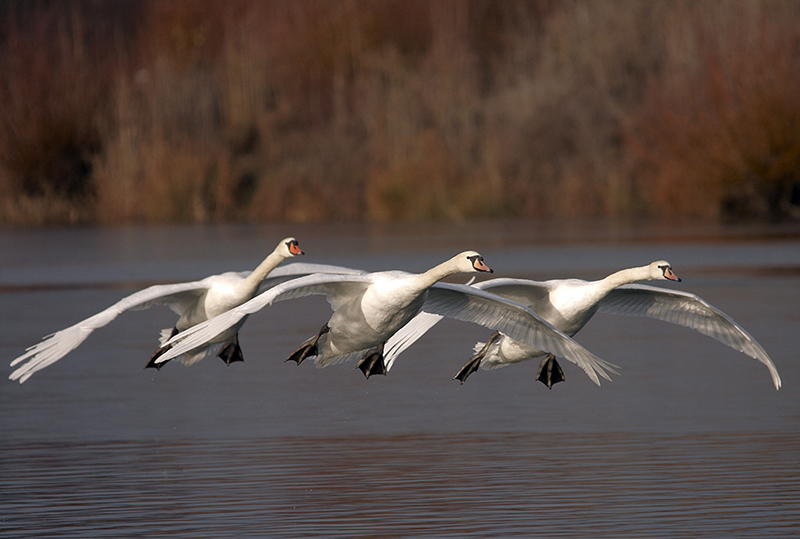 Formation Flying - The White Arrows