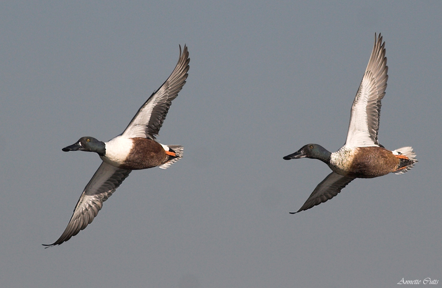 Formation flying