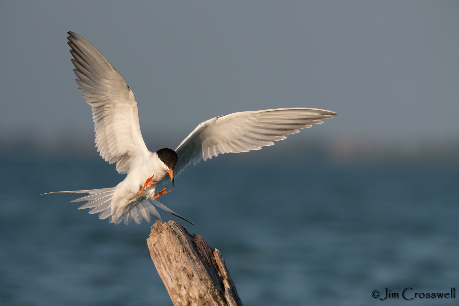 Forster’s Tern