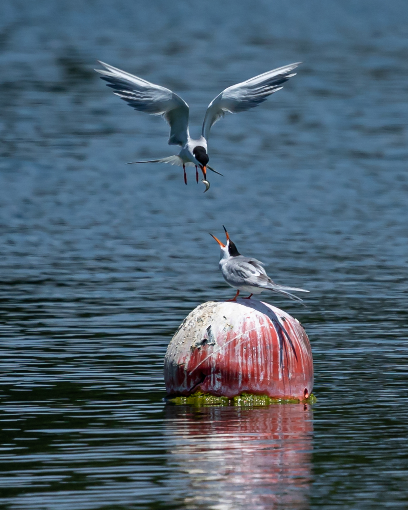 Forster's Tern-1.jpg