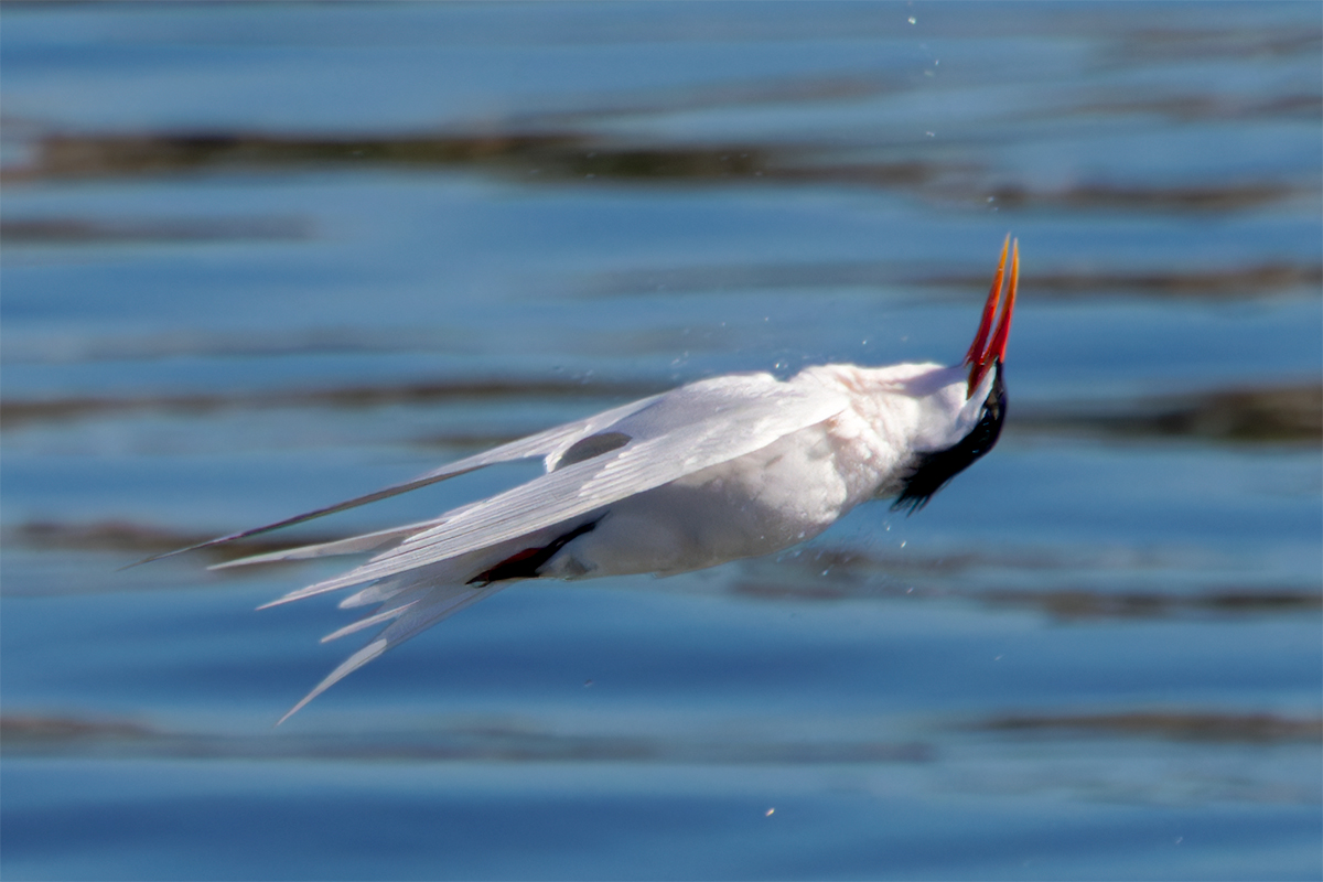 Forster's Tern head flip