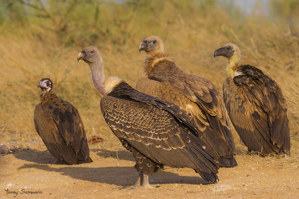 Four African Vultures
