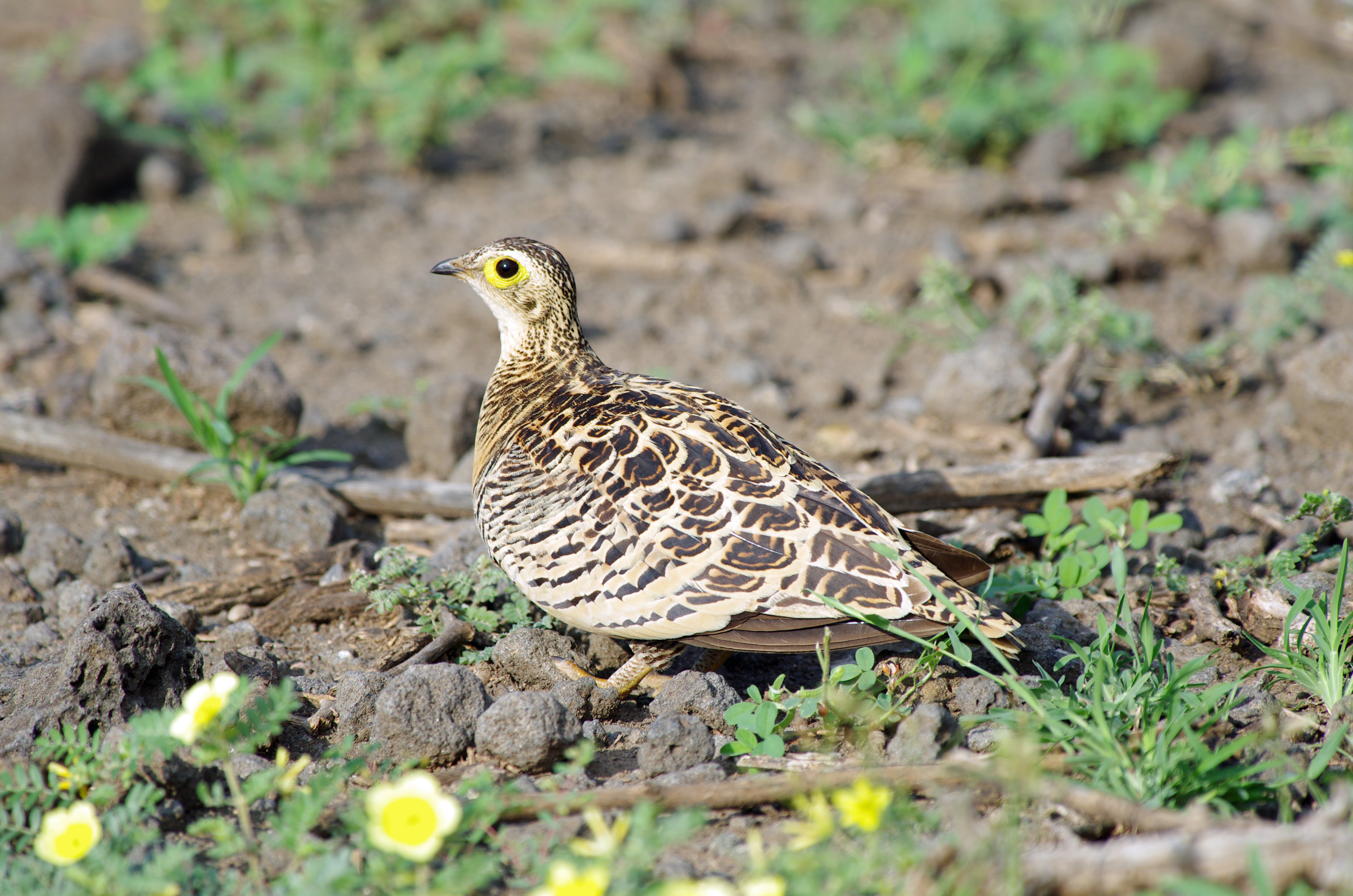 Four-banded Sandgrouse Female