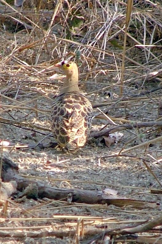 Four-banded sandgrouse