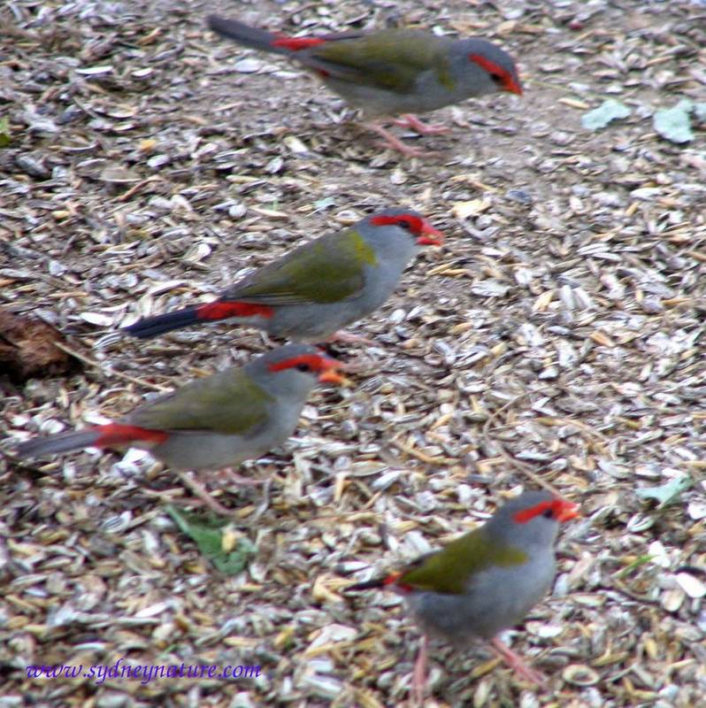 Four Red-Browed Firetails