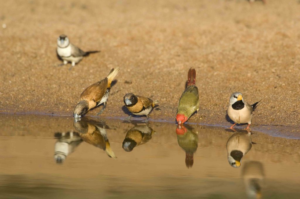 Four species of estrildid finch