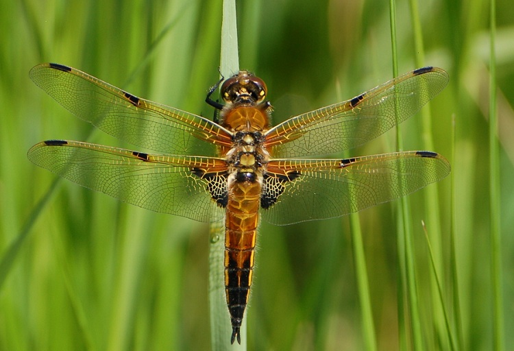 Four Spot Chaser