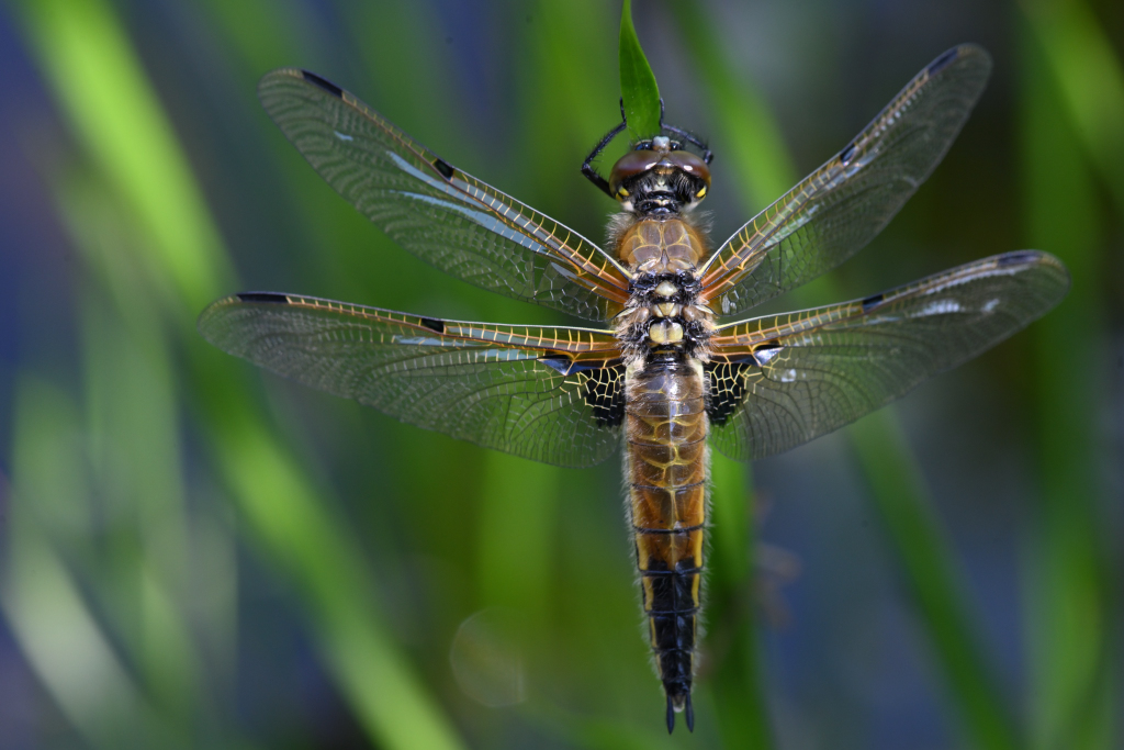 Four-spotted chaser