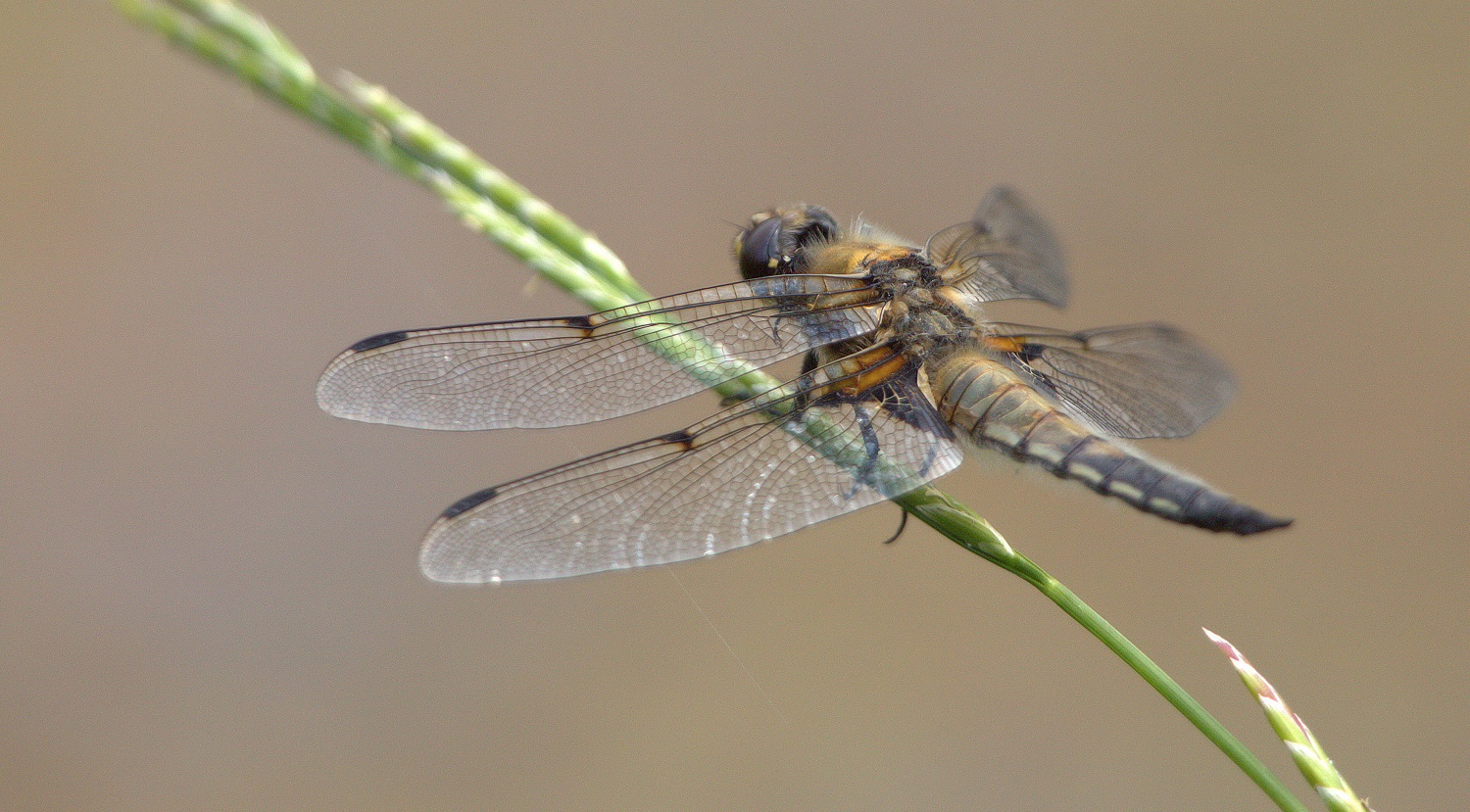 Four Spotted  Chaser