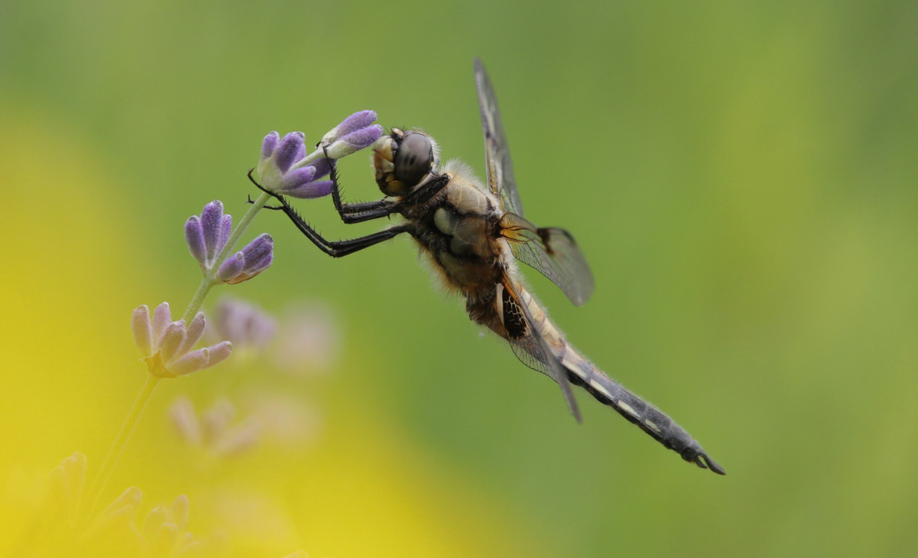 Four-spotted chaser