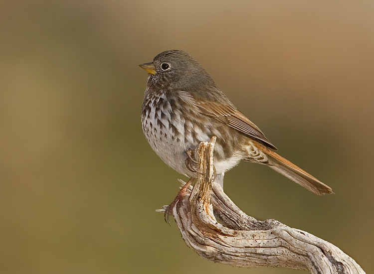 Fox Sparrow