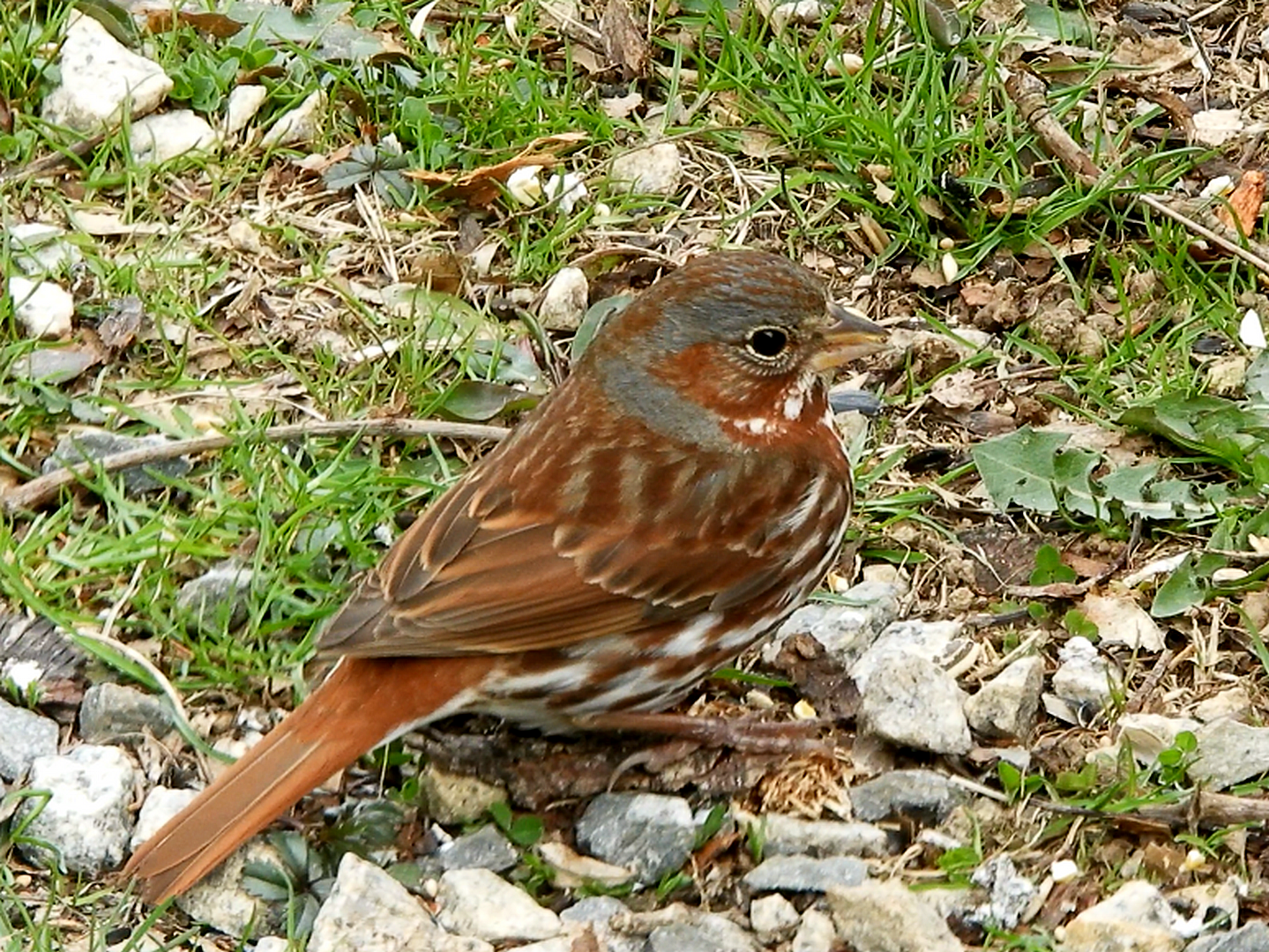 FOX SPARROW