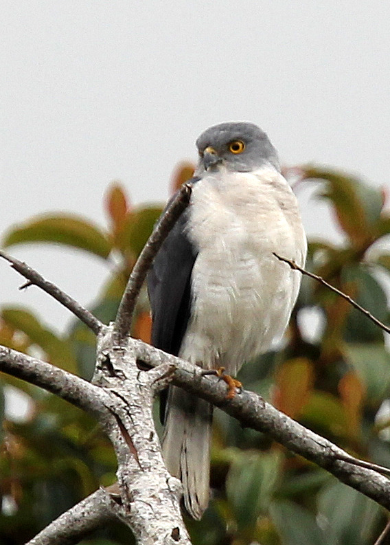 Frances's Sparrowhawk