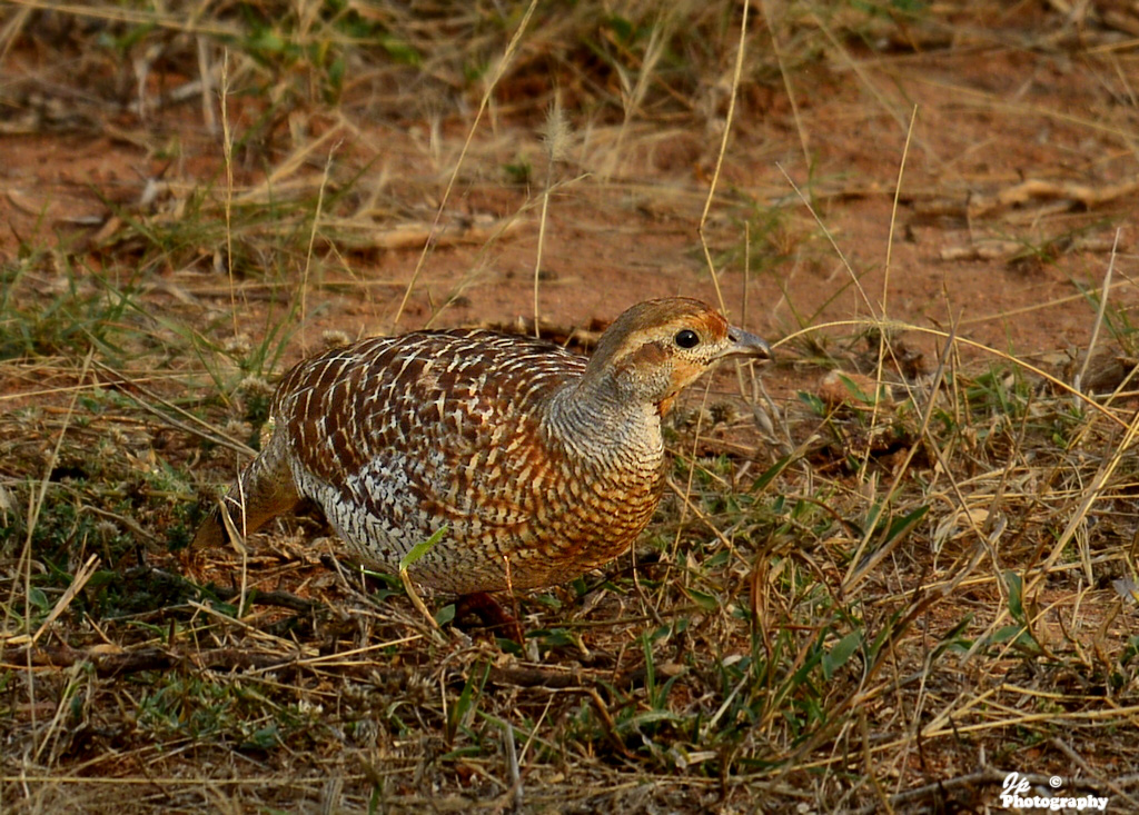 Francolin.