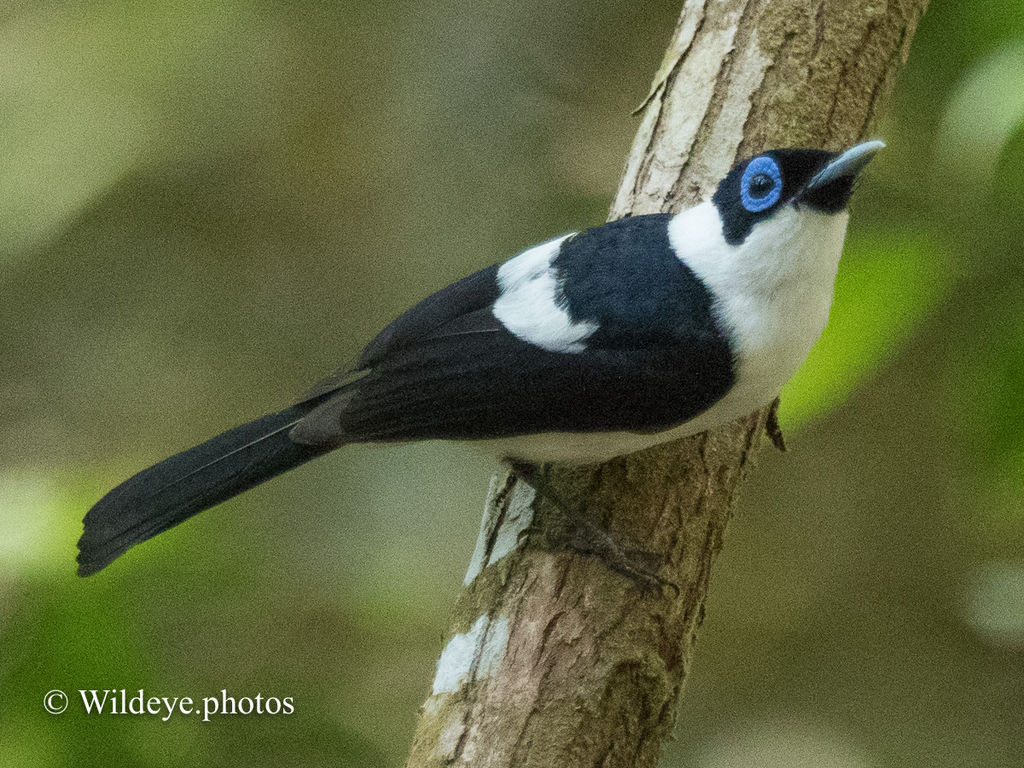 Frilled Monarch