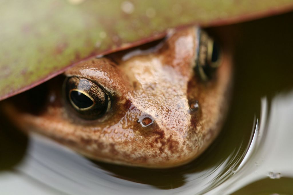 frog hide and seek in wrong catergory!!!! its not me!!!