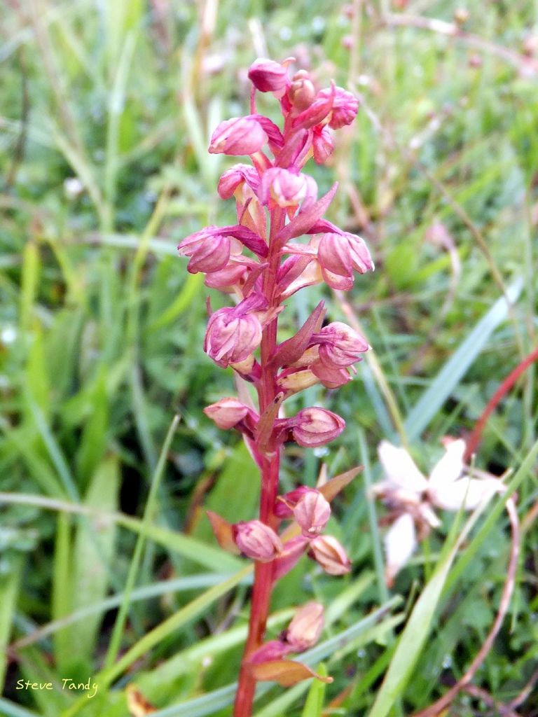 Frog Orchid