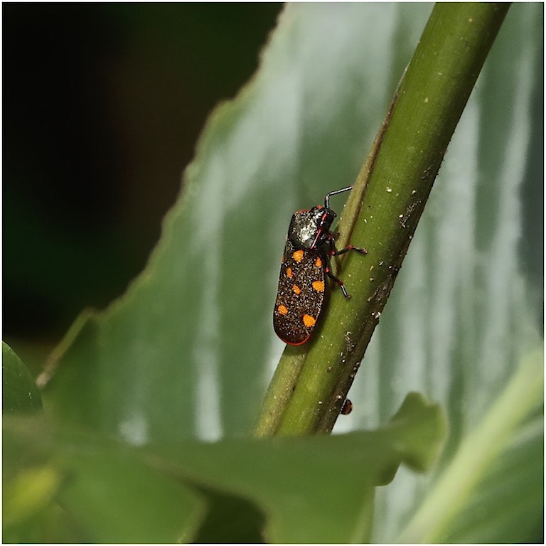 Froghopper