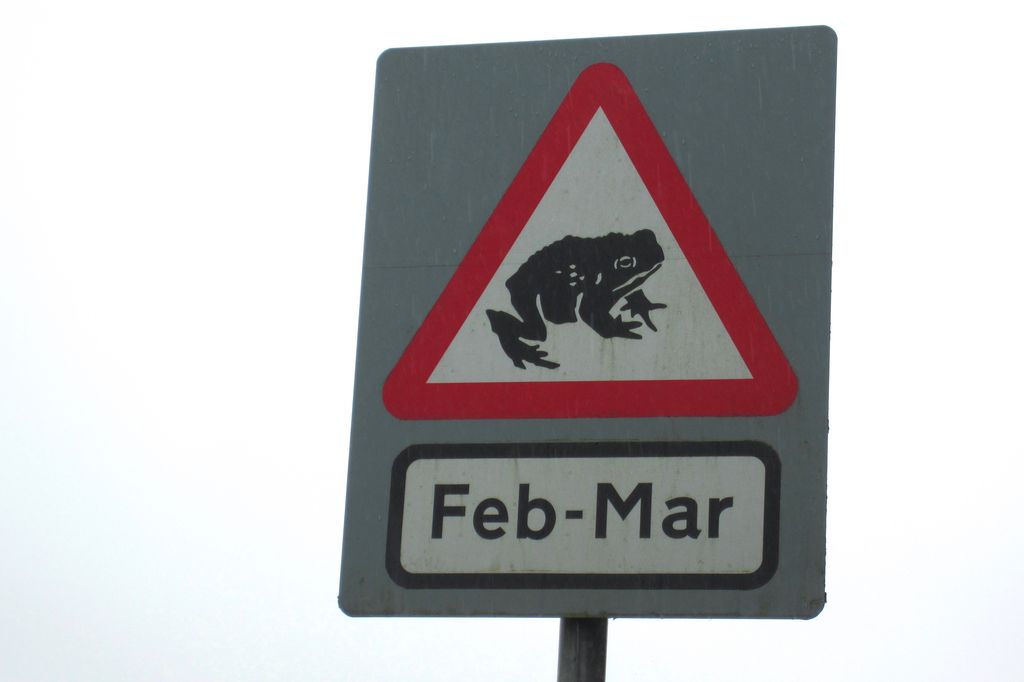 Frogs crossing