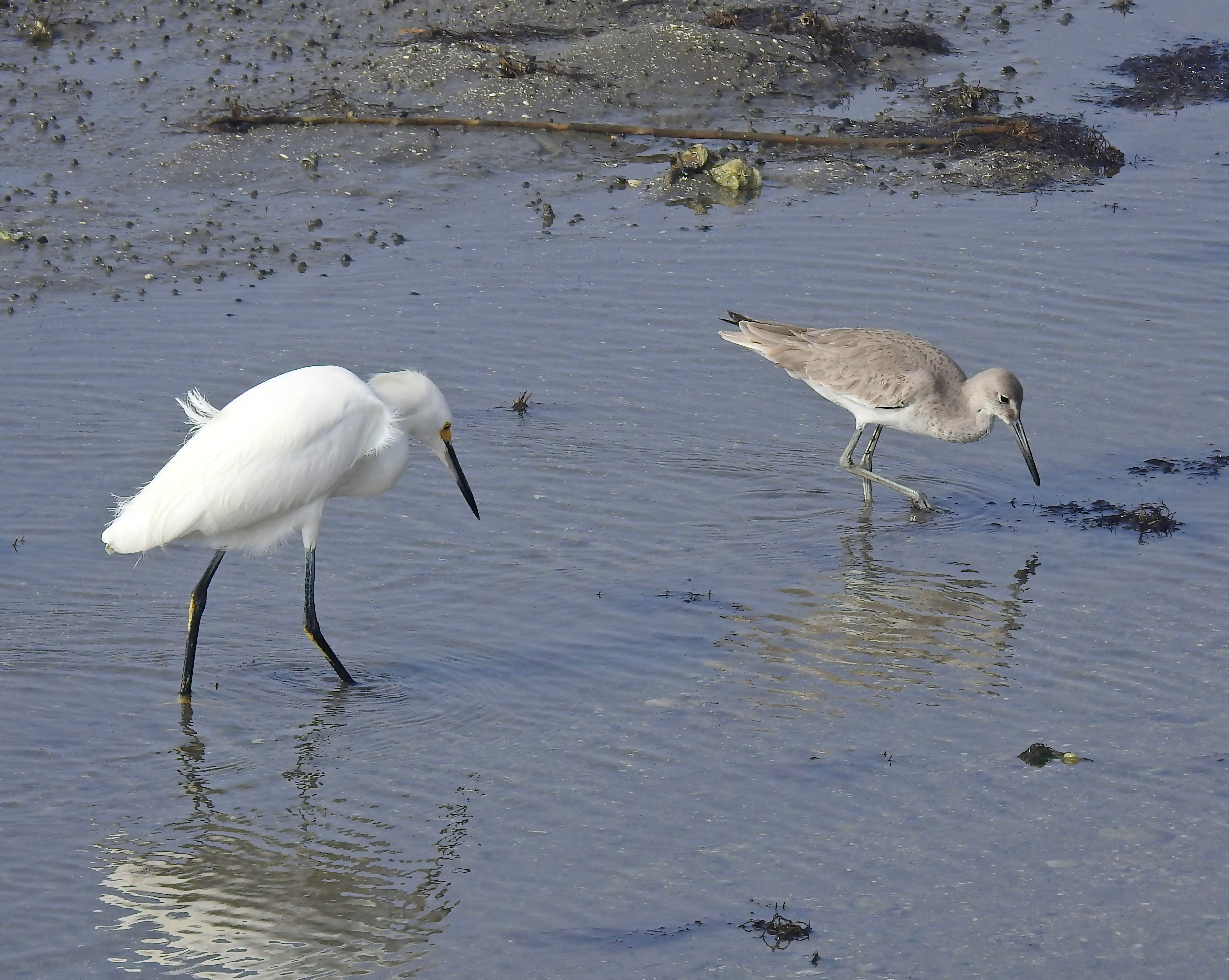 From left to right the Snowy Egret and a Willet in winter plumage.