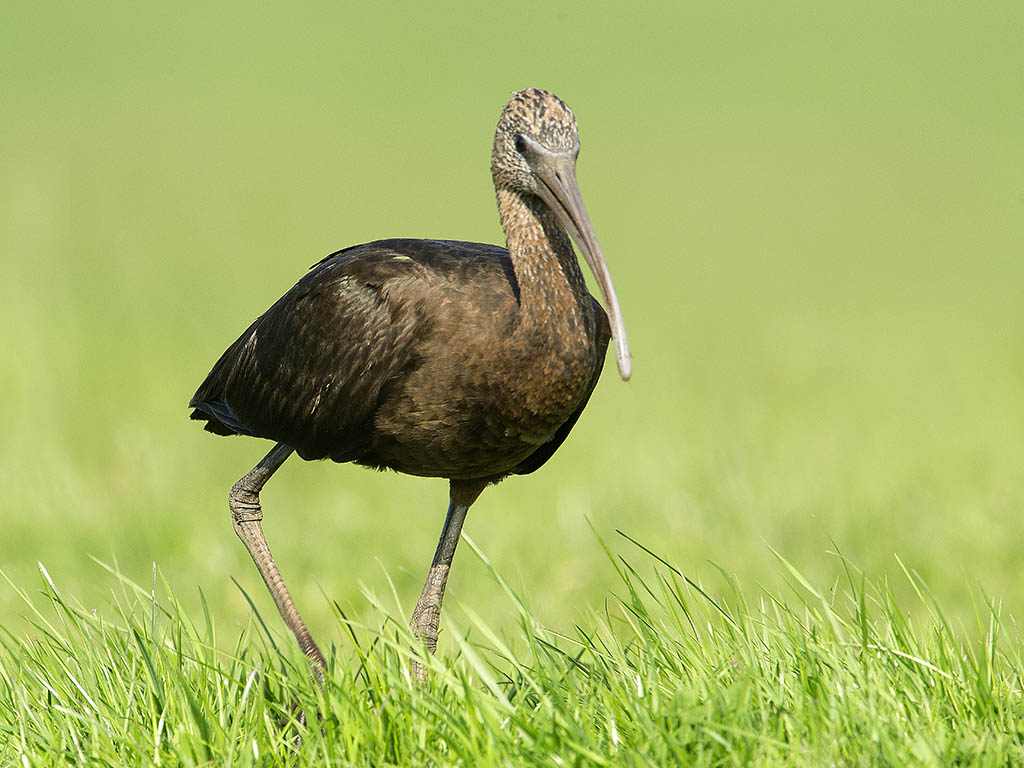 Frontal glossy ibis