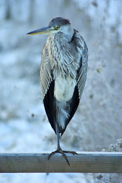 Frosty heron again