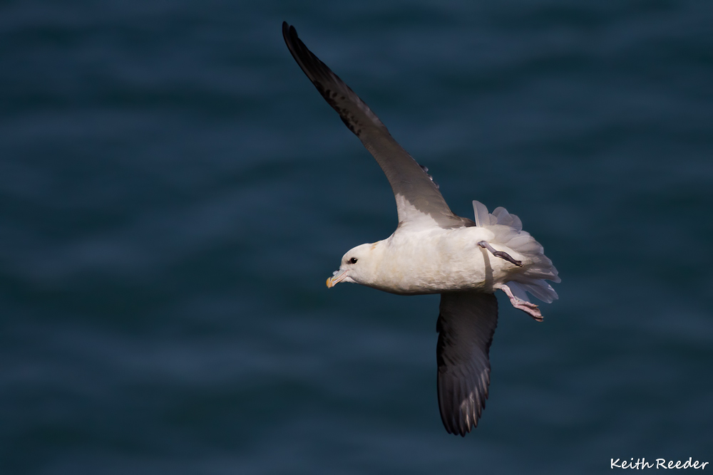 Fulmar, Bempton Cliffs