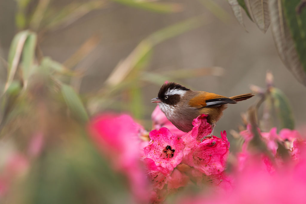 Fulvetta on Rhododendron Flower