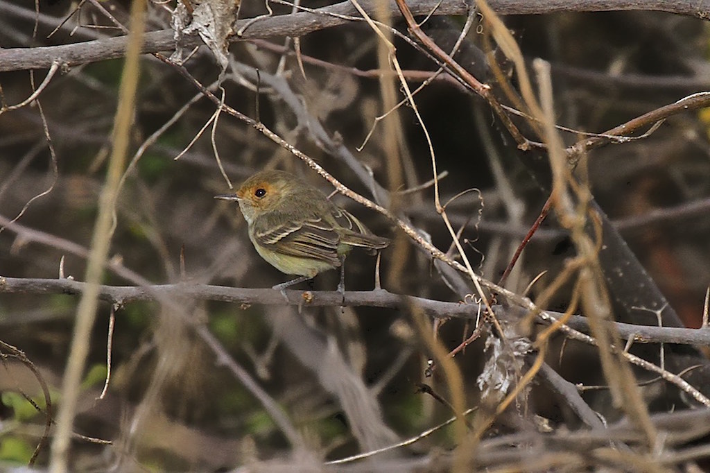 Fulvous-faced Scrub-Tyrant