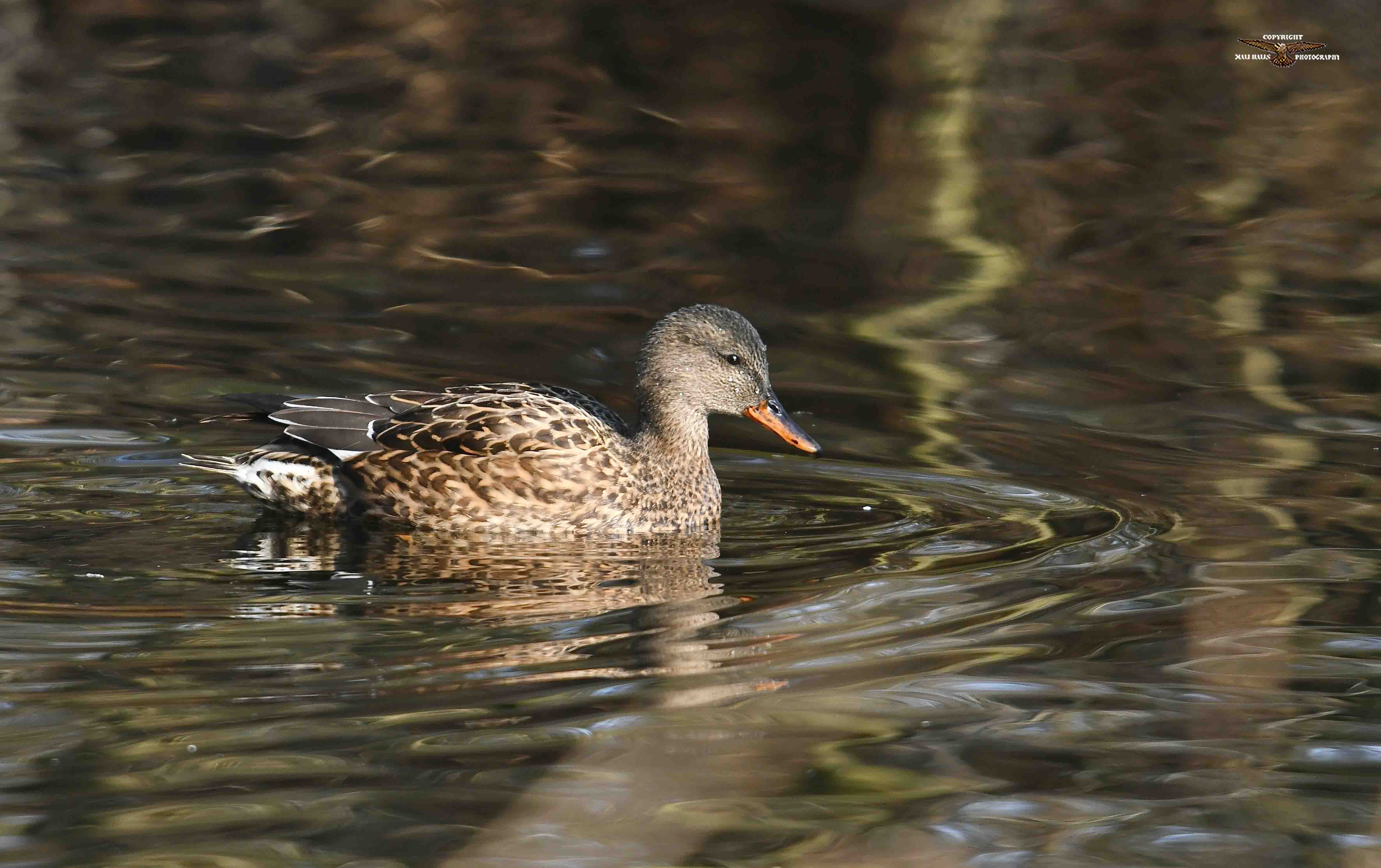 Gadwall 0948.jpg