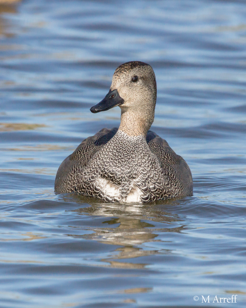 Gadwall