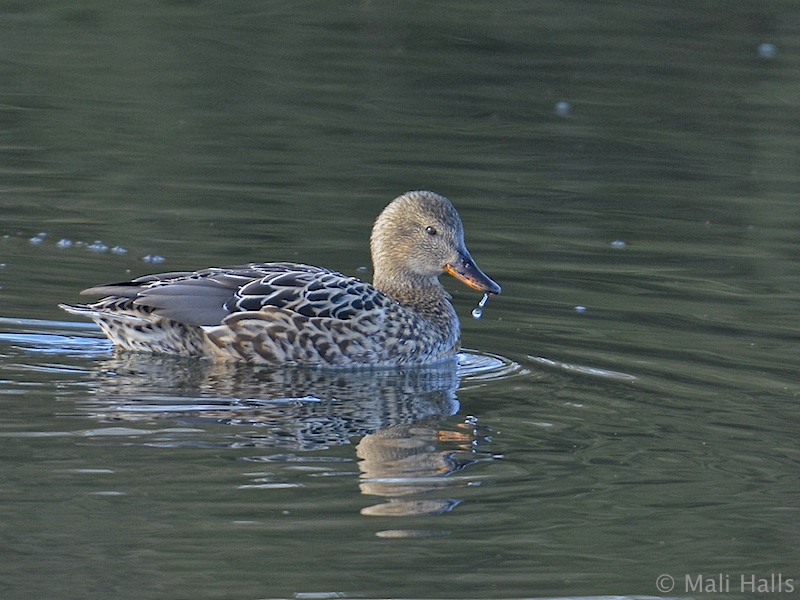 Gadwall