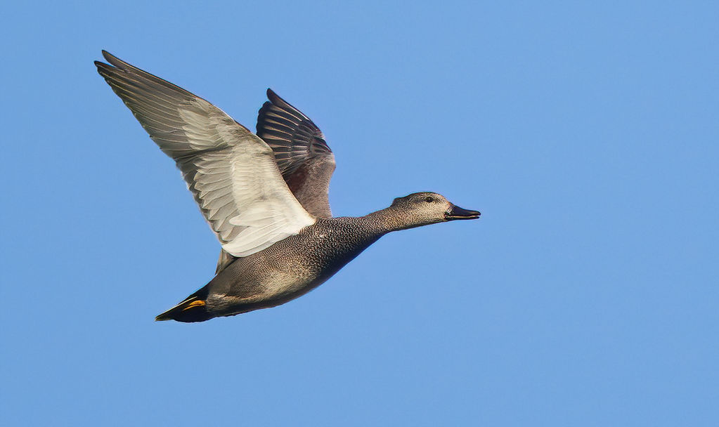 Gadwall