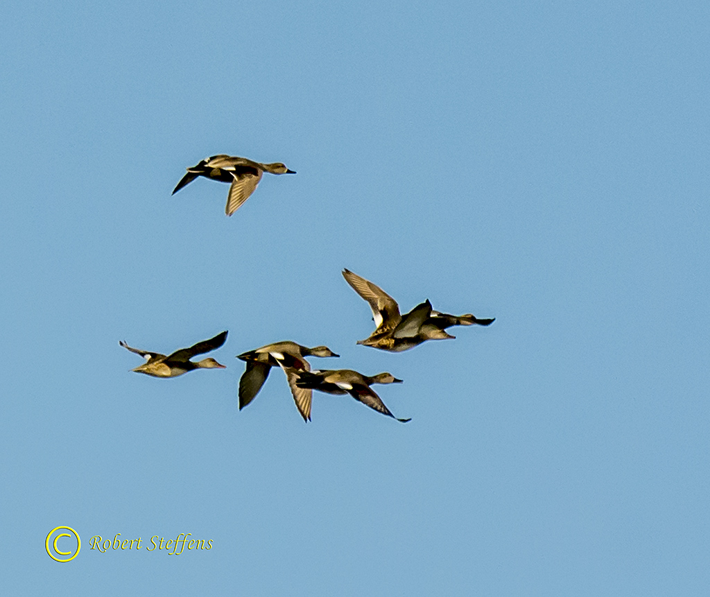 Gadwalls