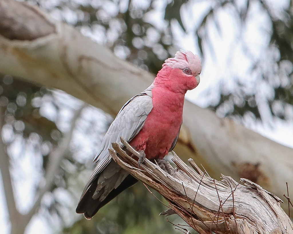 Galah (f)