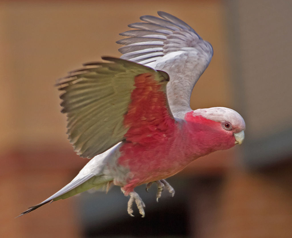 Galah in Flight