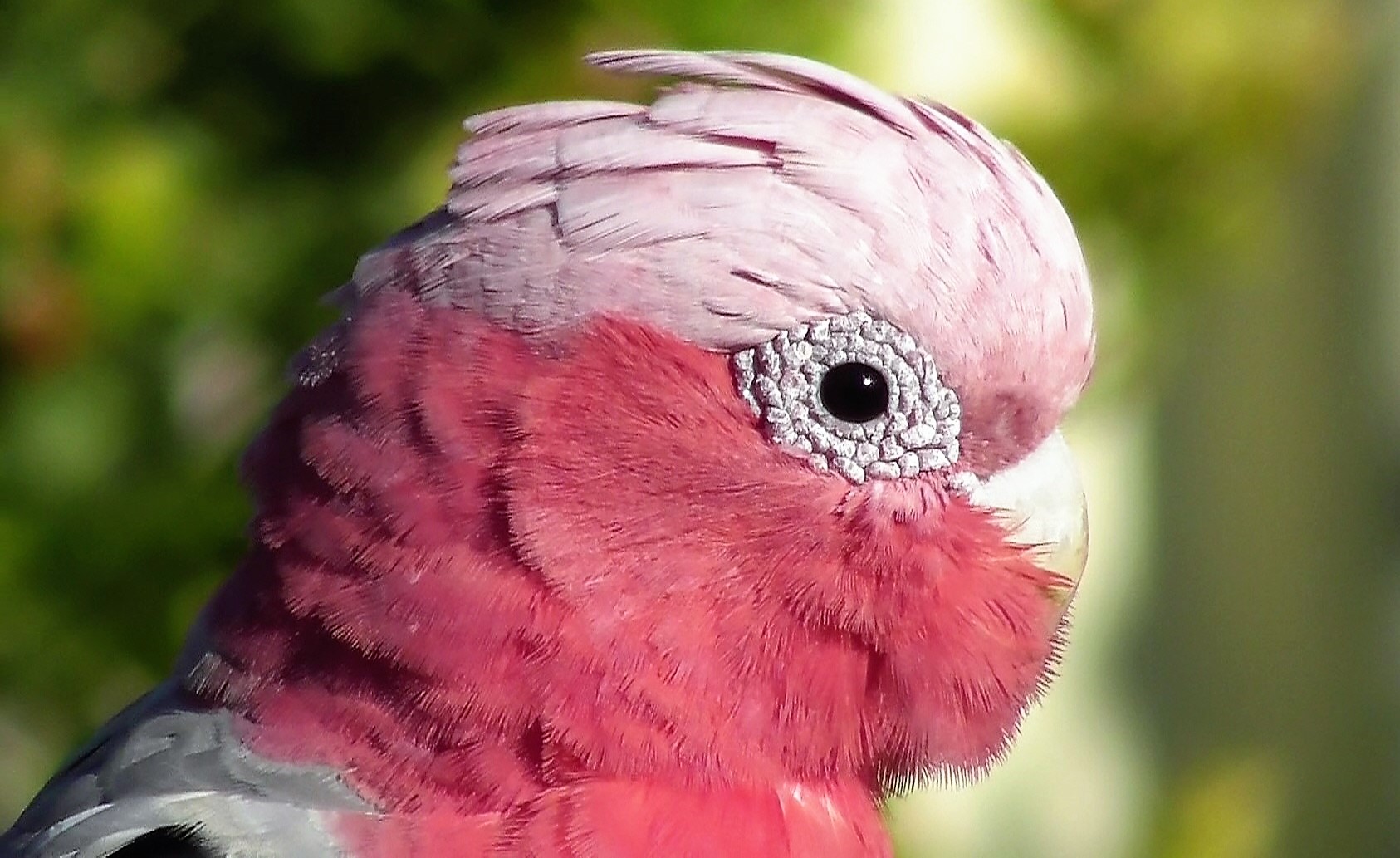 Galah 'roseicapilla'