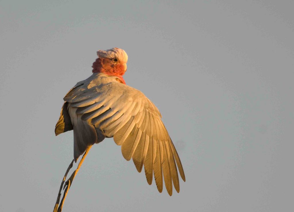 Galah - Stretching