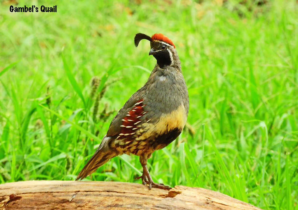 Gambel's Quail