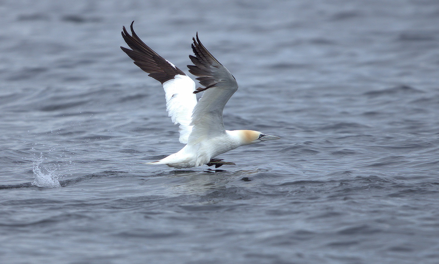 Gannet.