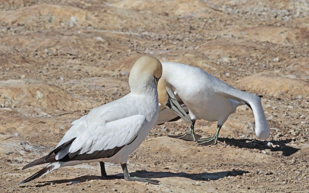 Gannets displaying to each other