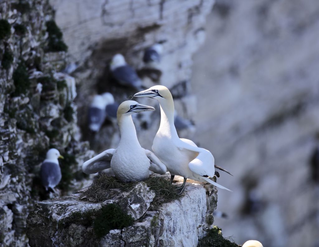 Gannets